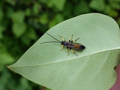 Colpotrochia cincta