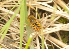 Parhelophilus obsoletus