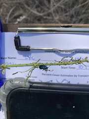 Chrysochus cobaltinus