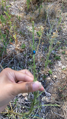 Chrysochus cobaltinus