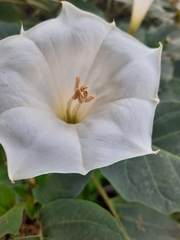 Datura innoxia