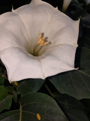 Datura innoxia
