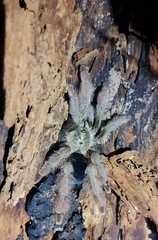 Psalmopoeus pulcher