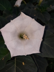 Datura innoxia