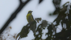 Conopias cinchoneti