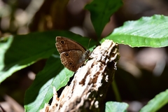 Palaeonympha opalina