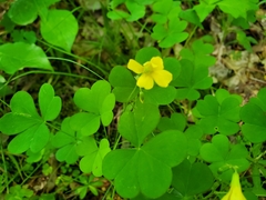 Oxalis grandis