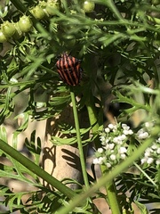 Graphosoma italicum italicum