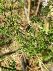 Graphosoma italicum italicum