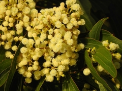 Acacia flavescens