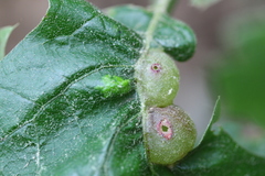 Dryocosmus quercuspalustris