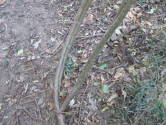 Cyphostemma hypoleucum