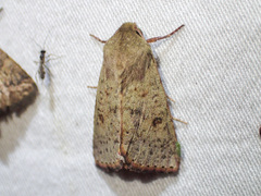 Australothis rubrescens