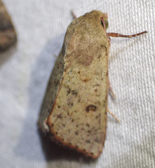 Australothis rubrescens