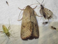 Australothis rubrescens