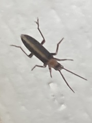 Oxycopis