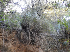 Xerophyllum tenax