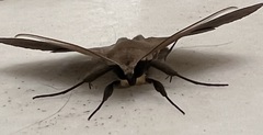 Ugia purpurea