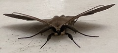 Ugia purpurea
