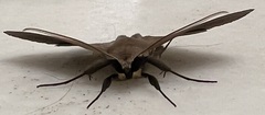 Ugia purpurea