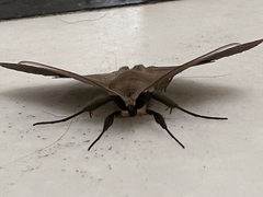 Ugia purpurea