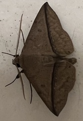 Ugia purpurea