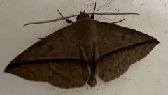 Ugia purpurea