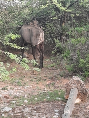 Boselaphus tragocamelus