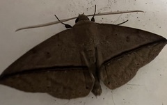 Ugia purpurea