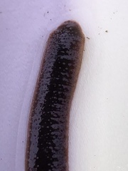 Hirudinea