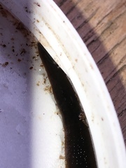Hirudinea