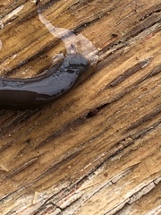 Hirudinea