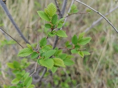 Ulmus pumila