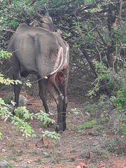 Boselaphus tragocamelus