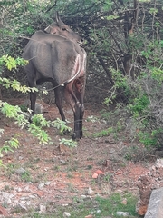 Boselaphus tragocamelus