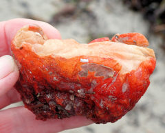 Cnemidocarpa