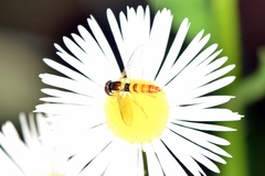 Sphaerophoria menthastri