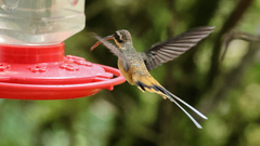 Phaethornis syrmatophorus