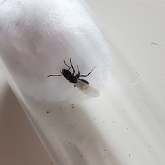 Dolichoderus taschenbergi