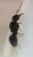 Dolichoderus taschenbergi