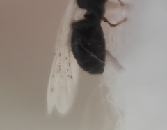 Dolichoderus taschenbergi