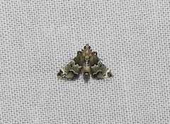 Arescoptera idiotypa