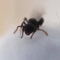 Dolichoderus taschenbergi