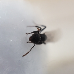 Dolichoderus taschenbergi