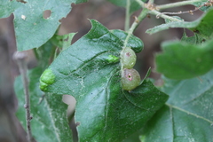 Dryocosmus quercuspalustris