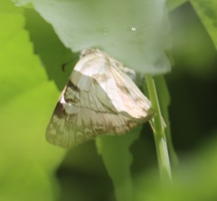 Heliopetes laviana