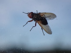 Polleniidae
