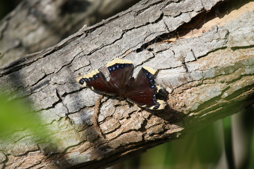 iNaturalist observation photo of Mourning Cloak