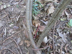 Cyphostemma hypoleucum