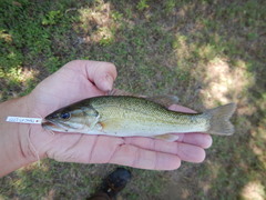 Micropterus treculii